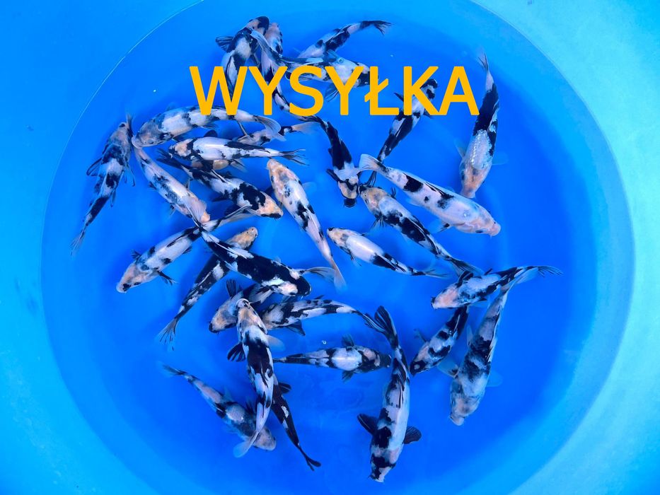 Karpie koi z Japonii - nowa dostawa Suwałki