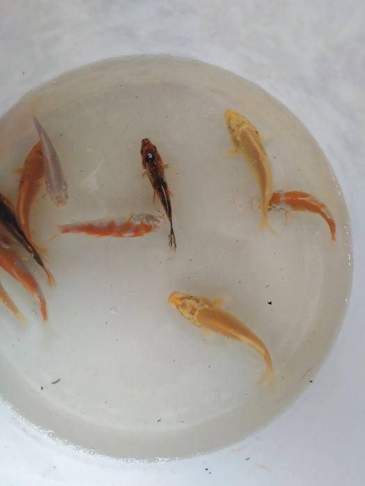 Karaś ozdobny karp koi amur tołpyga lin