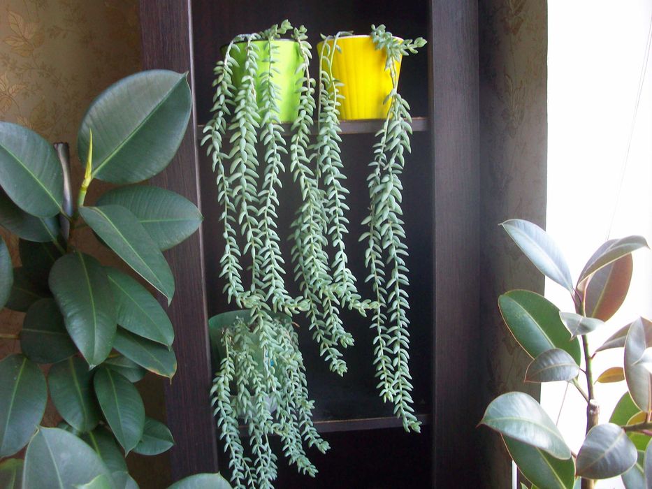 Очиток Моргана привабливий сукулент НевибагливийКвітучий Висилаю дітки