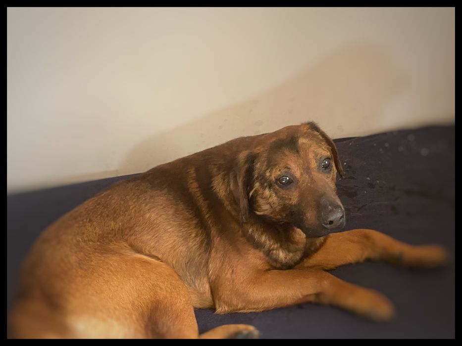 Pies w typie Posokowca Bawarskiego