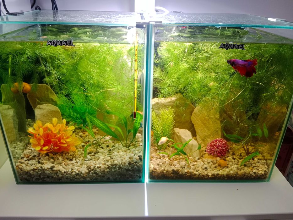 Akwaria, Akwarium Aquael 19l, dwie sztuki !!