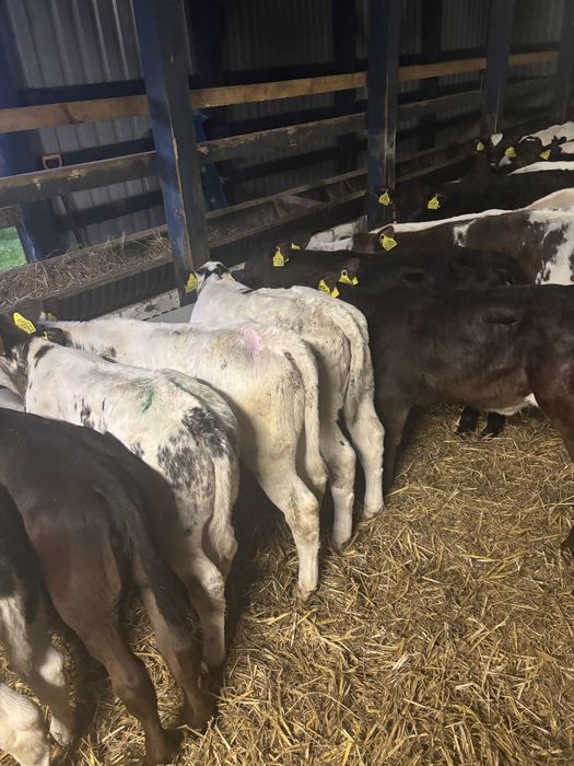 Sprzedam stado bydła miesnego