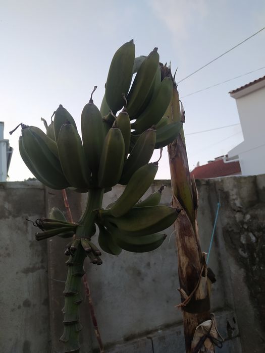 Bananeiras (banana maçã)