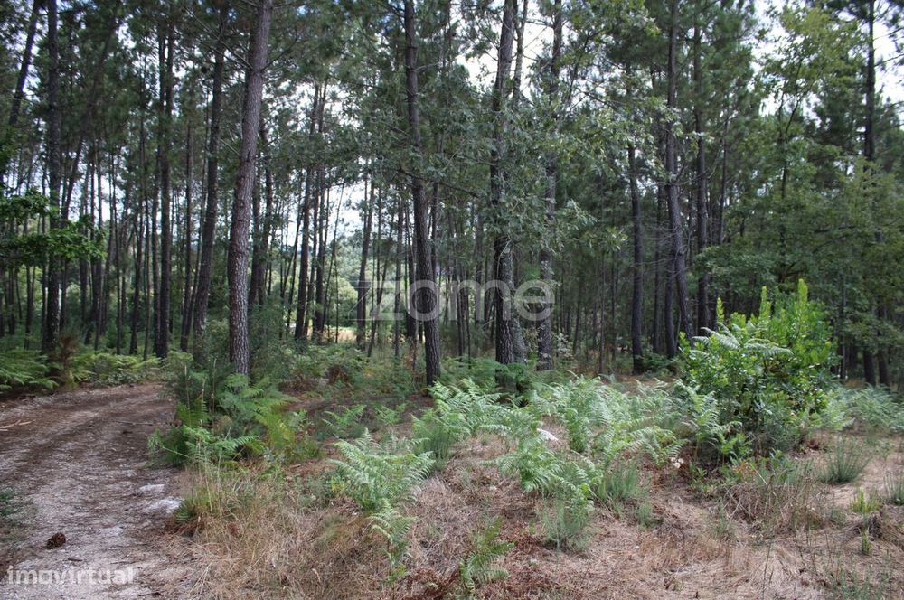 Terreno com pinhal e e mato a 15 minutos de Viseu
