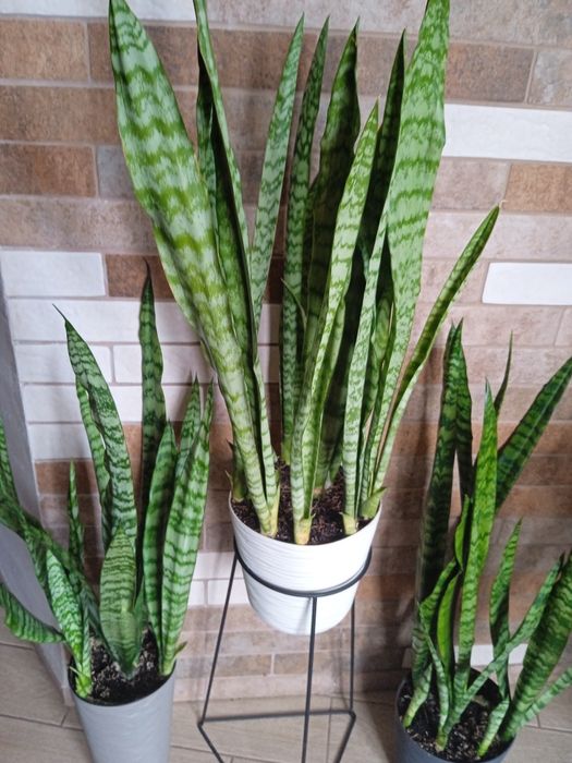 Вазон Сансеверія. Щучий хвіст. Тещин язик. Щучий хвост.Тьощин язик