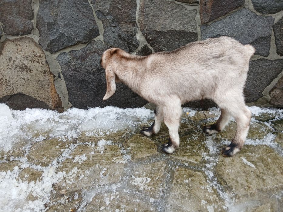 Продається цапик англо-нубійський