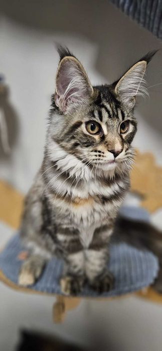 Kotka Maine Coon Kaja