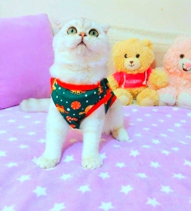 Красавчик шотландик мальчик Серебристая шиншилла