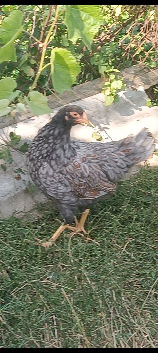 Барневельдер голубоокантований