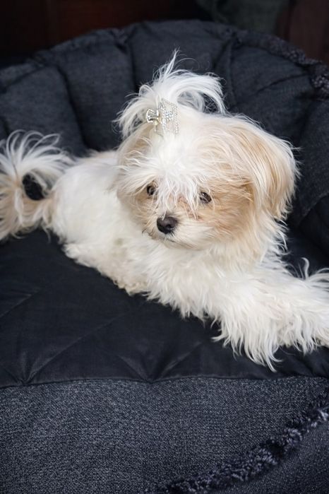 Продам Мальтіпушку