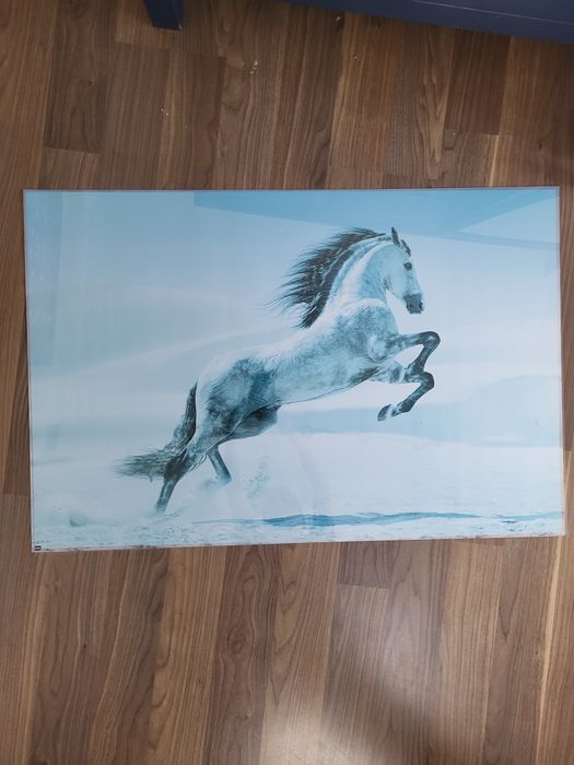 Plakat koń biały 60x90