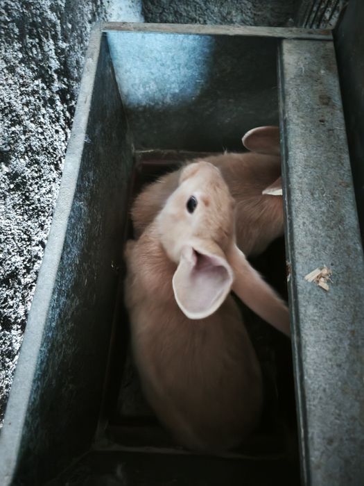 Coelhos láparos Leonardo Borgonha