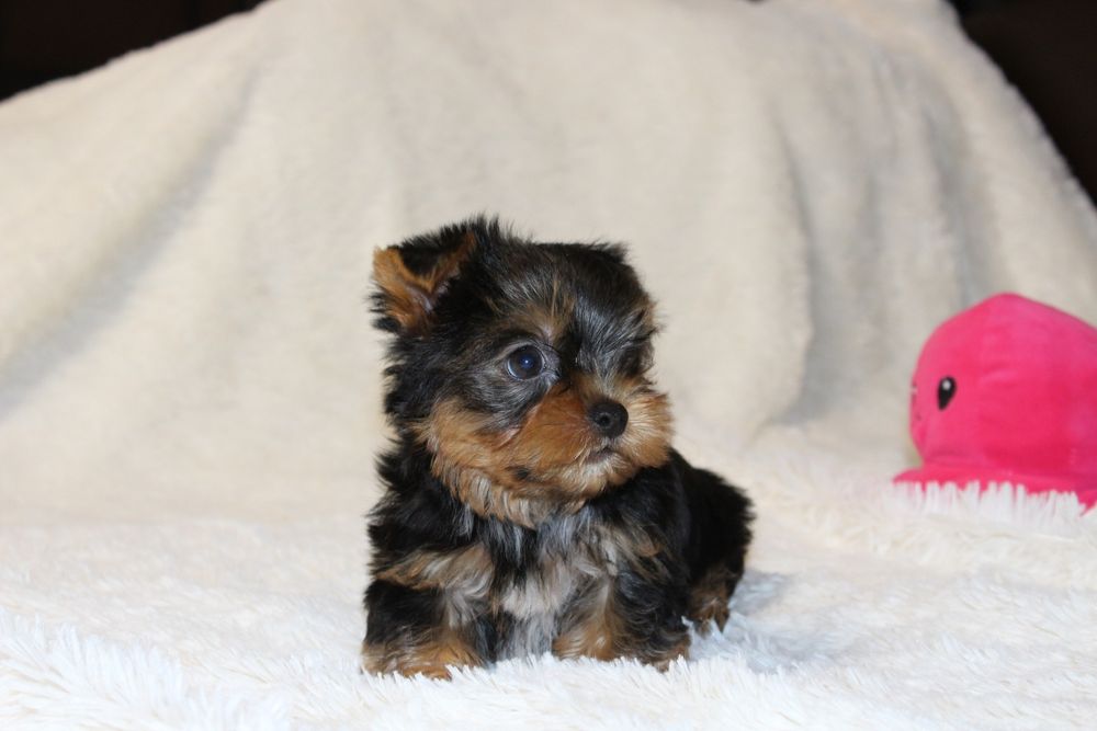 Продам цуценяток Йорка
