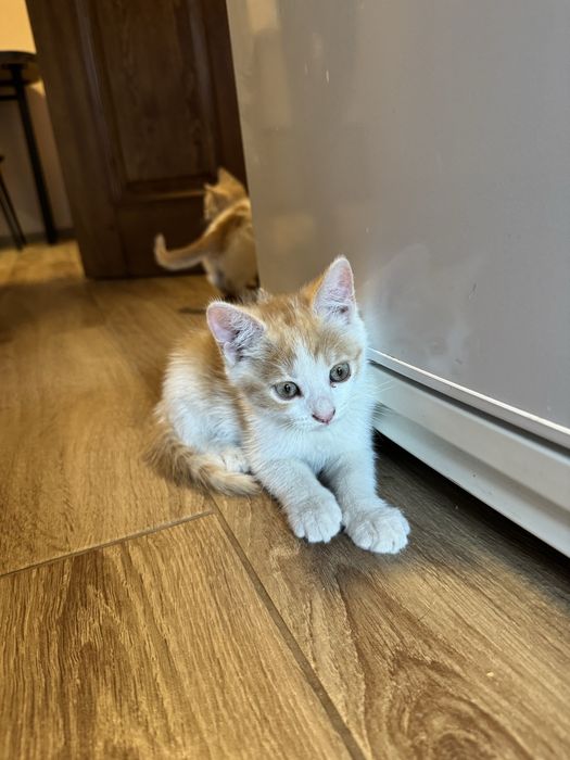Кошеня безкоштовно