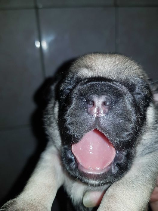 Продам щенков мопса 2500