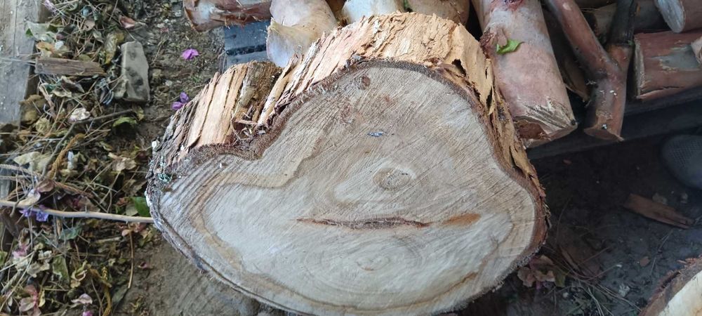 Vendo troncos de madeira de eucalipto para uma mesa de centro