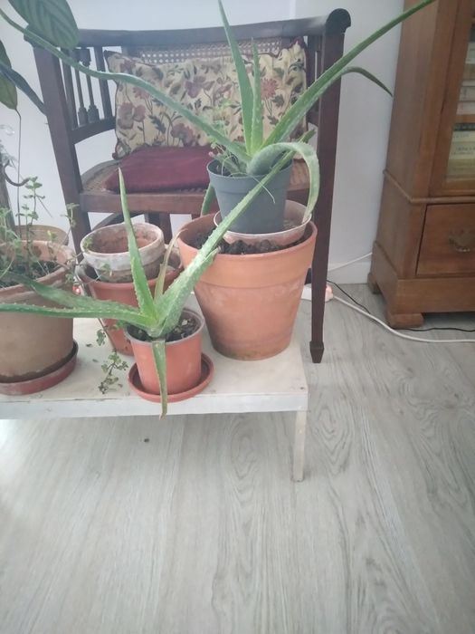 Aloé vera e begónia