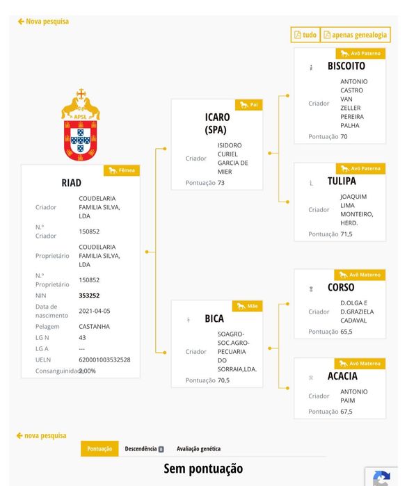 EGUA puro sangue lusitano