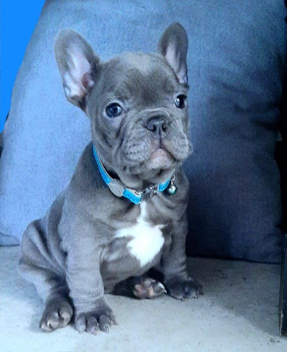 Buldog francuski sunia i piesek