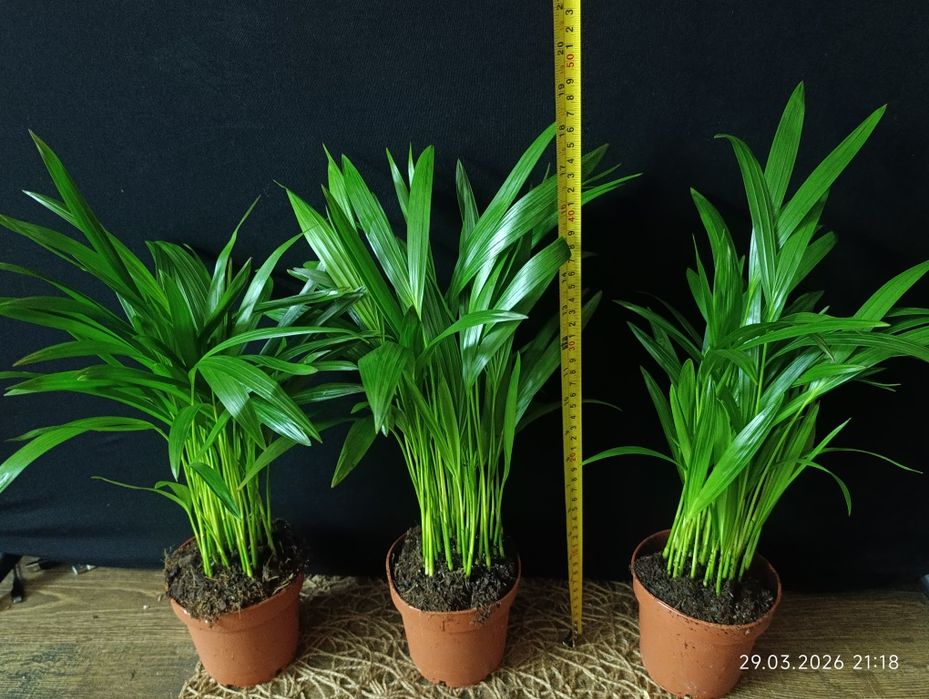 Діпсіс.    Арека