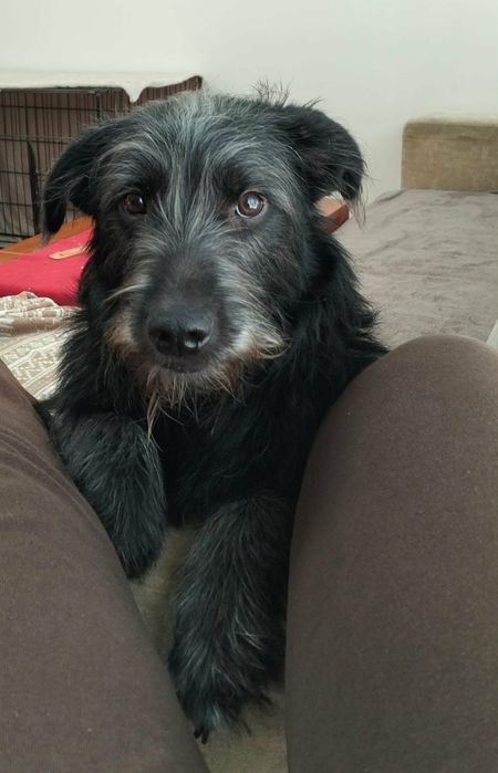 Młody piesek do Adopcji