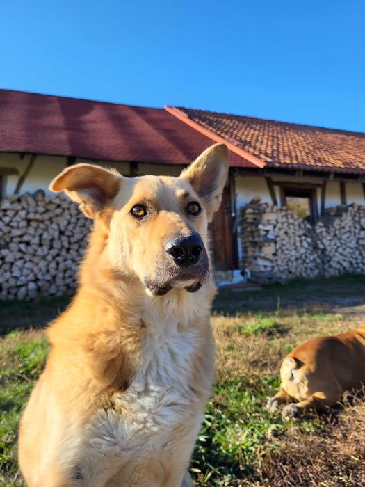 Najlepszy dom dla tego kawalera poszukiwany!