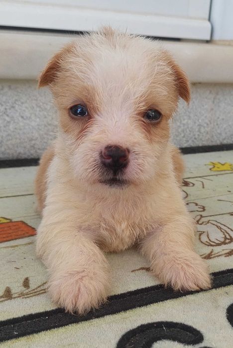 Podengo português pequeno cachorro de muita qualidade