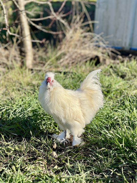 Ovos Galados Sedosa do Japão Branca