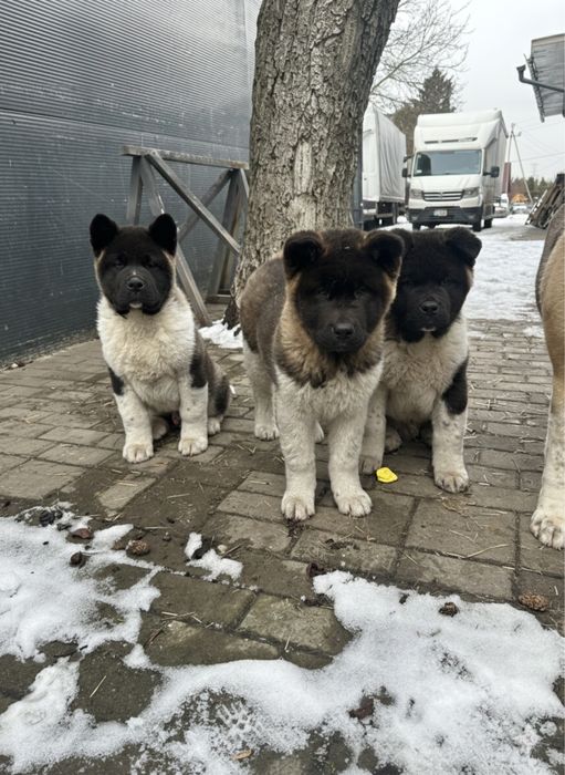 Szczeniaki Akita Amerykańska