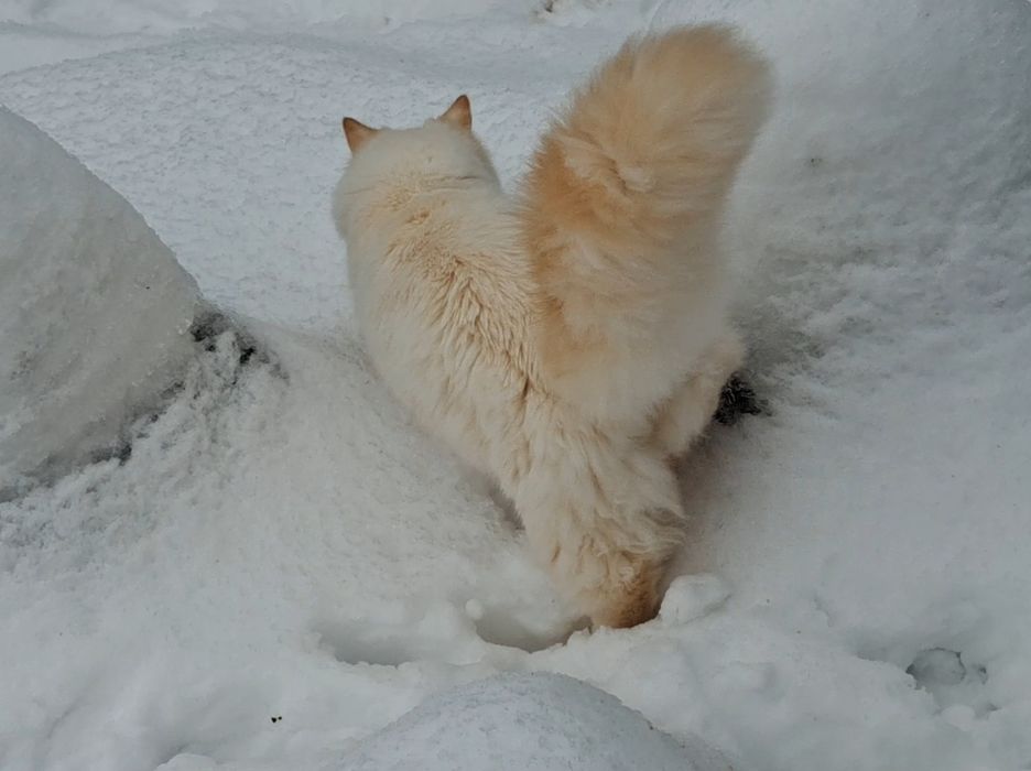 Невська маскарадна новонароджені кошенята. Бронь.
