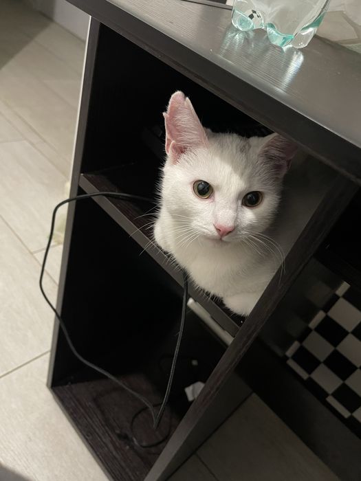 Віддамо кицю в добрі руки