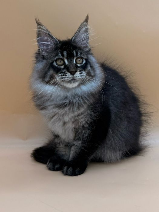 Мейн кун котенок девочка