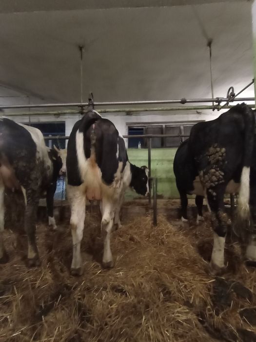 Jałówki wysokocielne