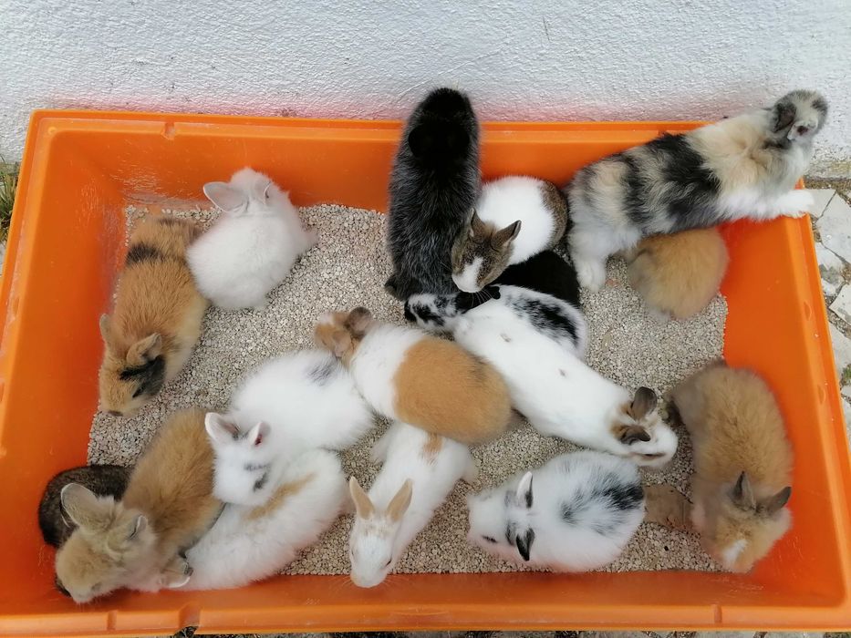 Vendo coelhos anões / 
Aves domésticados +Gaiola Nova