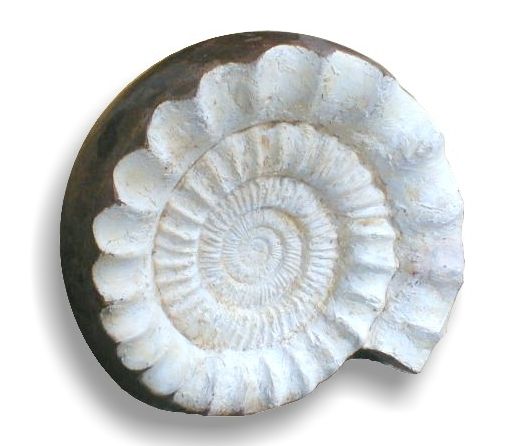 Amonite perisphinctes fóssil polida 21kg - 38x12cm
