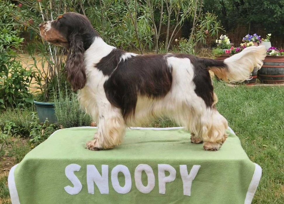Cocker spaniel angielski ZKwP