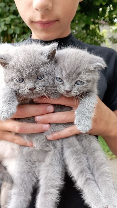 Продам дуже гарних котиків