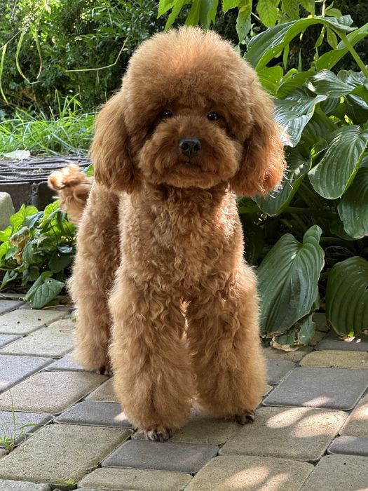 Pudel toy,  red-brown.