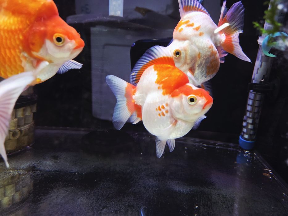 Welonka ryukin red and white broad tail (PROMOCJA)