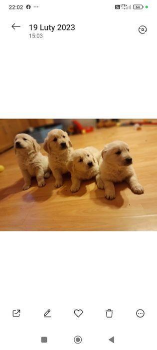 Golden Retriever Związek Hodowców Psów śliczna suczka