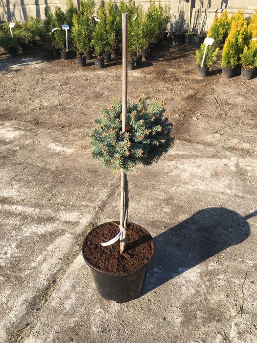 Świerk srebrny na pniu ( picea pungens glauca globosa )