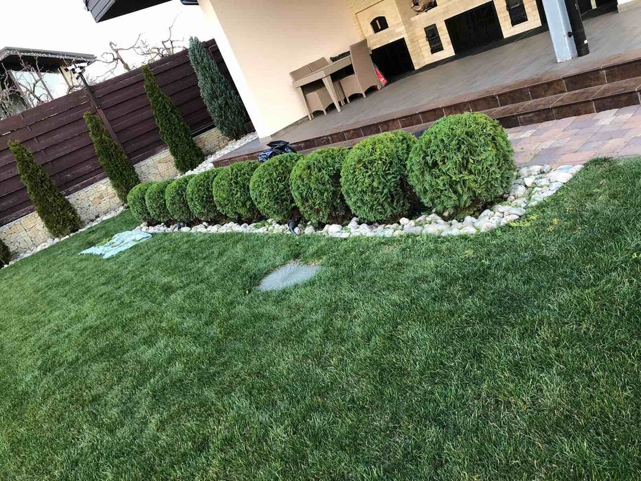 Посівний та рулоний газон