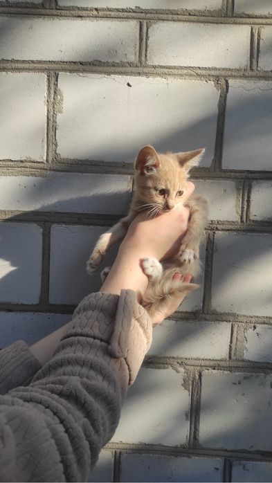Руденьке сонечко та сірий тигрик шукають дім! Кошенята (4 міс.) у добрі руки