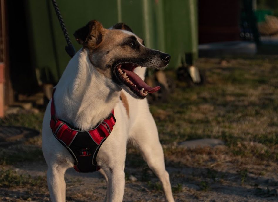 Misza- pies do adopcji