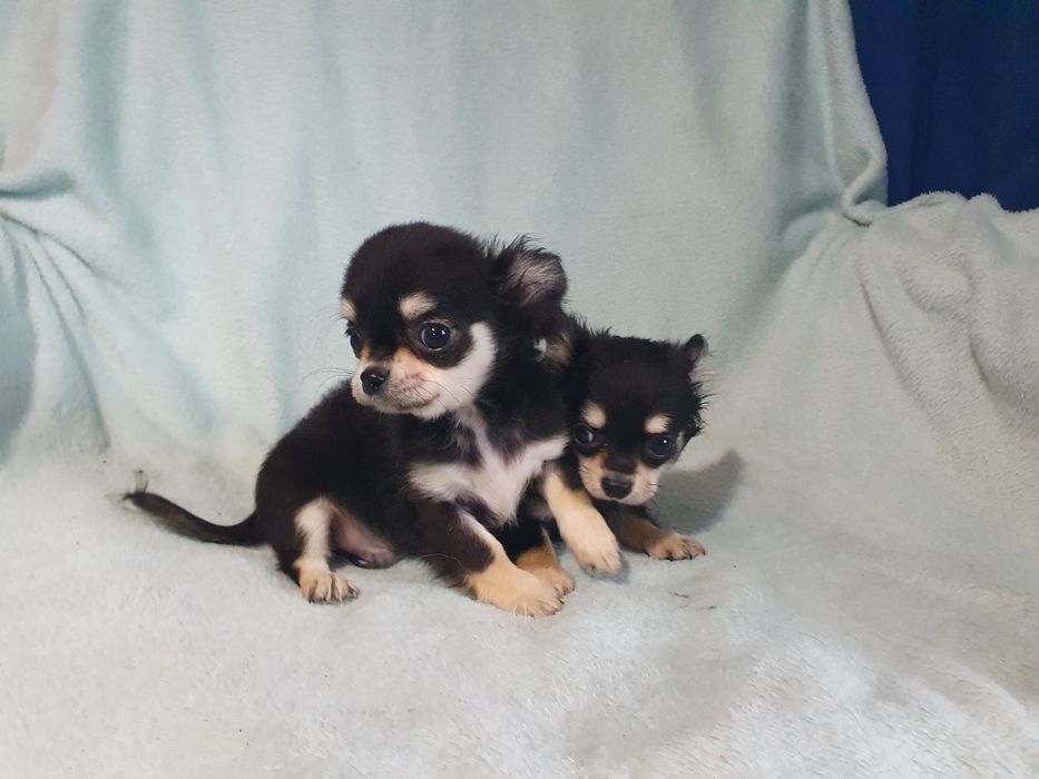 Пальчишки черноподпалые