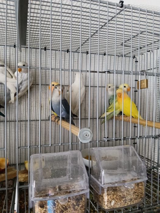 Vendo agraponis deste ano