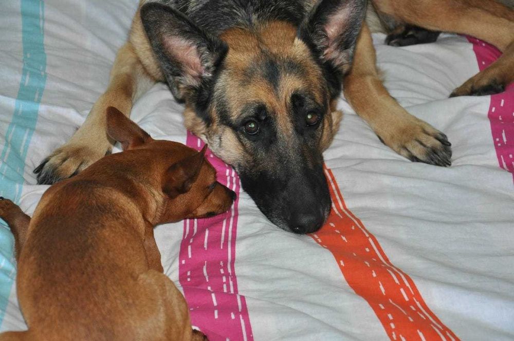 Pet Sitting Estádia Dog Hotel Barreiro— Hospedagem e Passeios