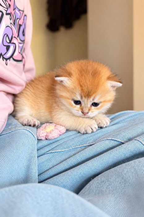 Gatinho British shorthair golden Chinchila