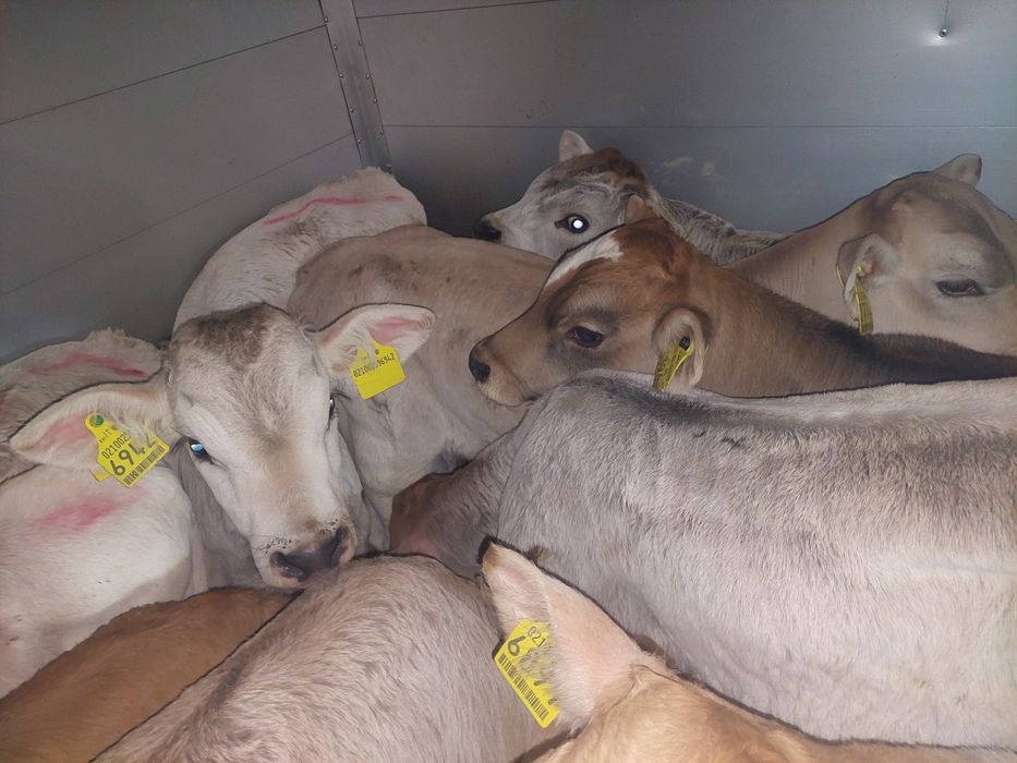 Mięsne cielęta byczki Brąszewice