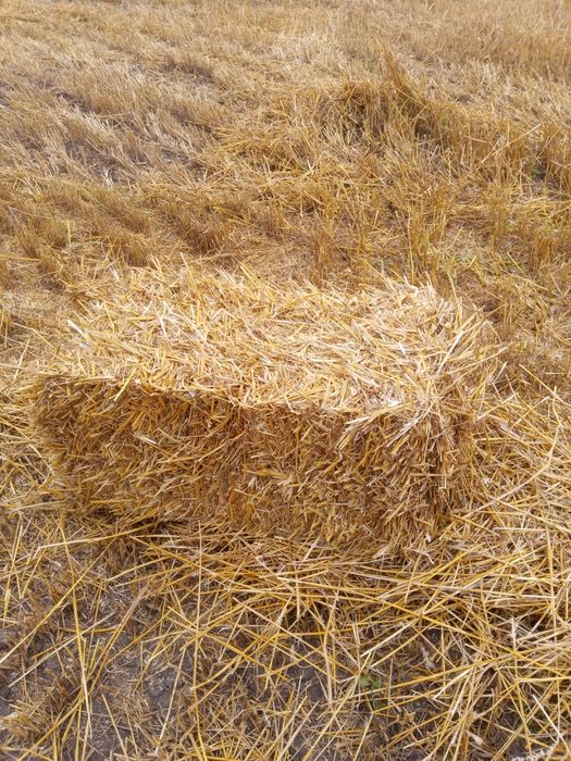 Продам солому ячніва і пшенічна.